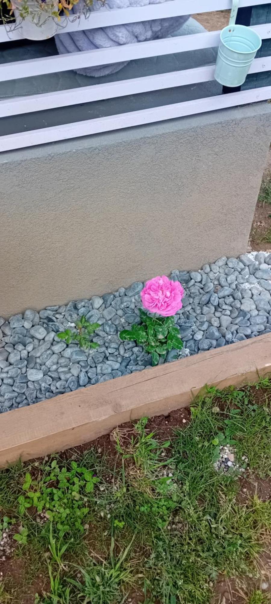 Rose 40m2 With Terrace 25m2 In Greeny Area For 4 Person Séjour chez l'habitant Ljubljana